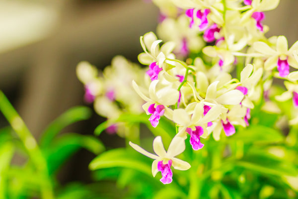 10 plantas de interior para una mejor calidad del aire | República de las orquídeas