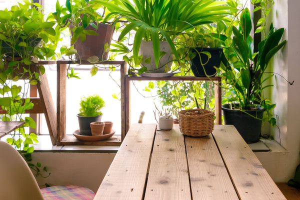 10 plantas de interior para una mejor calidad del aire | República de las orquídeas