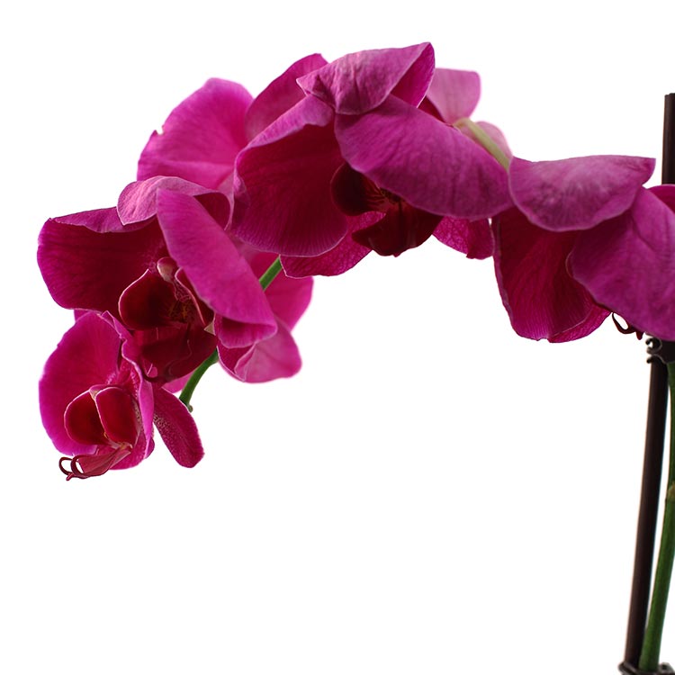 ¿Cómo saber si tu orquídea está muerta?