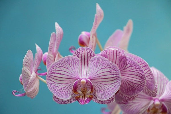 5 consejos útiles para comprar orquídeas | República de las orquídeas