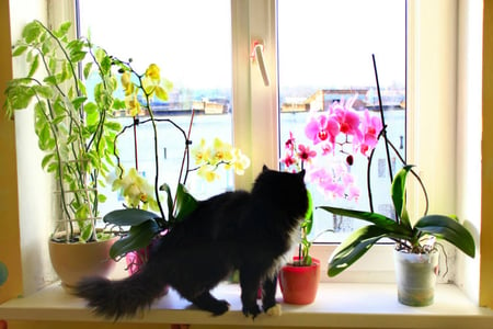 ¿Las orquídeas son plantas de interior seguras para las mascotas?