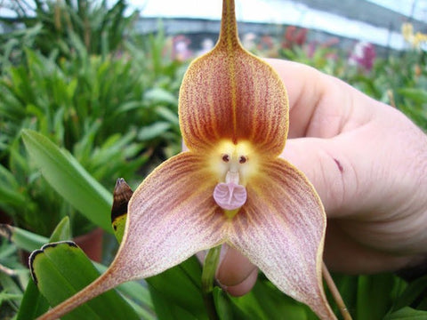 Extraño pero maravilloso: las orquídeas con cara de mono