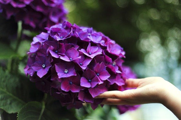 ¿Cómo afectan las flores a tu estado de ánimo?