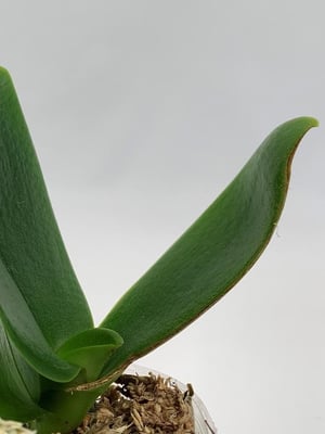 3 remedios caseros que dañan las raíces de las orquídeas
