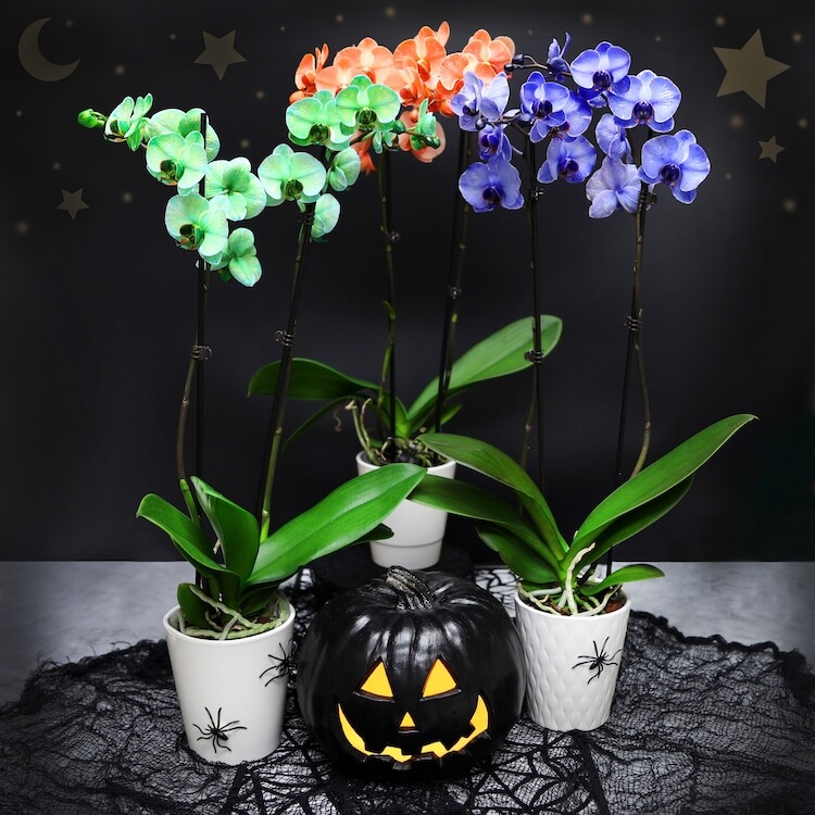 Añade orquídeas de Halloween a tus decoraciones