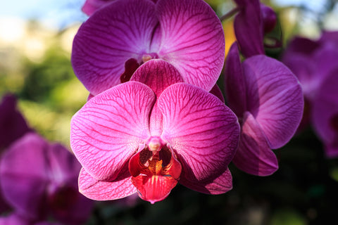 Significados de las flores de orquídeas de todo el mundo.