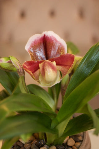 Hermosas y delicadas orquídeas zapatilla de dama.