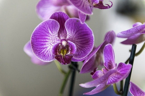 ¿Eres alérgico a las orquídeas?