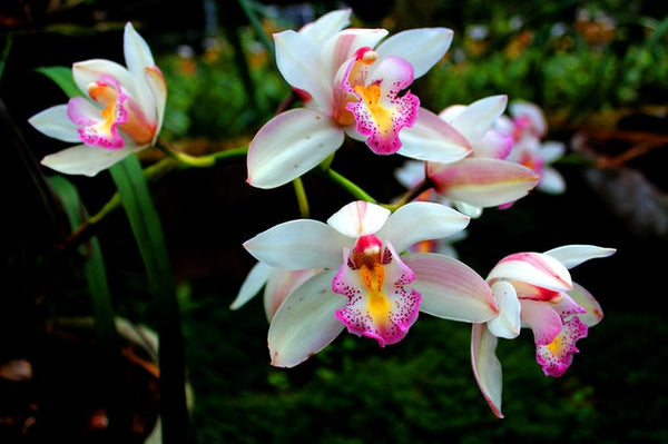 Cuidado de las orquídeas: cómo cuidar tus orquídeas en el interior