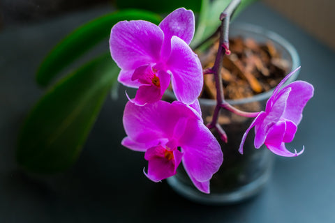 Cuidado de las orquídeas: cómo cuidar tus orquídeas en el interior