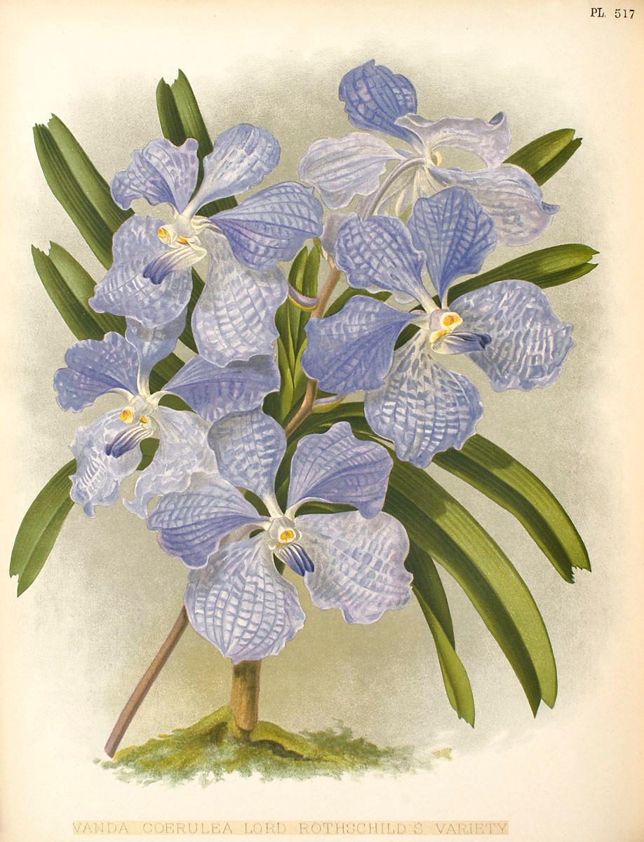 Orquídeas azules, ¿existen realmente?