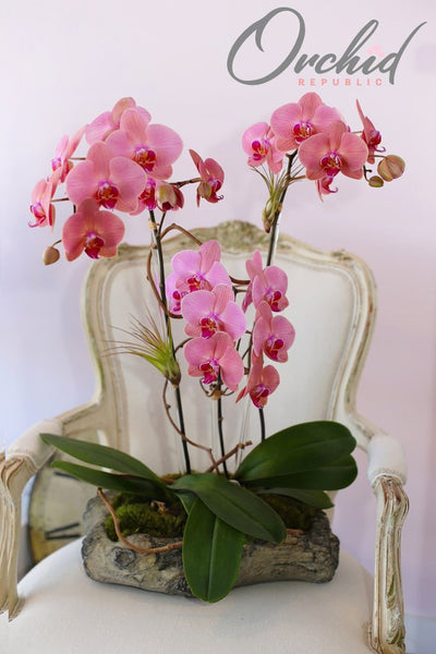 He aquí por qué las orquídeas son las flores perfectas para el día de San Valentín