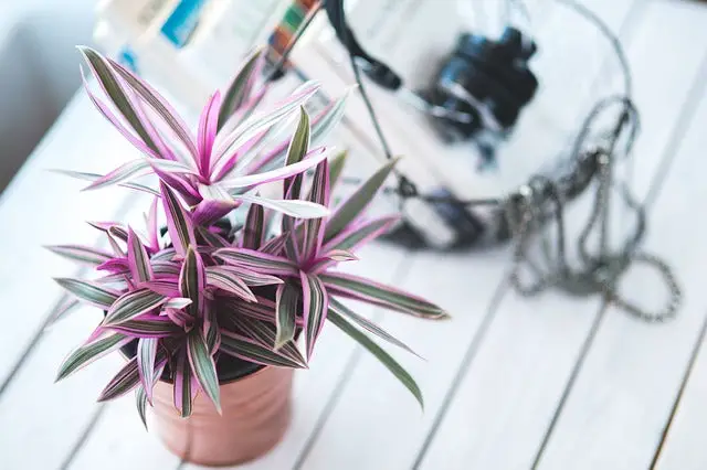 Cómo regar adecuadamente tus plantas de interior | República de las orquídeas
