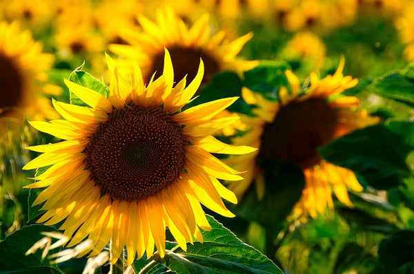 30 tipos de flores amarillas y sus significados