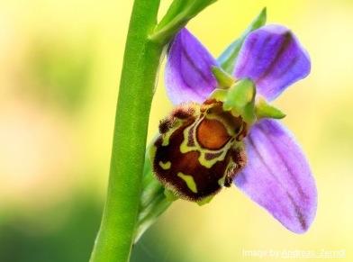 6 tipos de orquídeas disfrazadas de animales