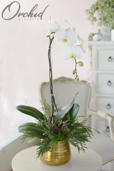 Por qué las orquídeas son los mejores regalos de Navidad