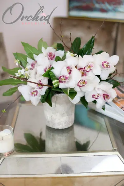 10 impresionantes tipos de flores blancas | República de las orquídeas