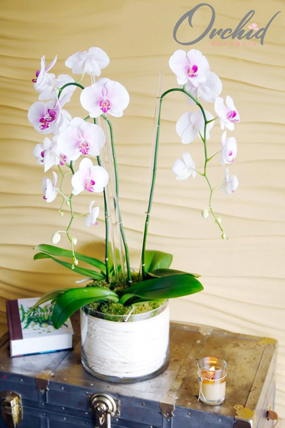 He aquí por qué las orquídeas son las flores perfectas para el día de San Valentín