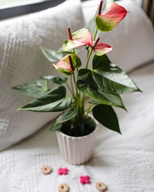 5 plantas que simbolizan el amor en San Valentín