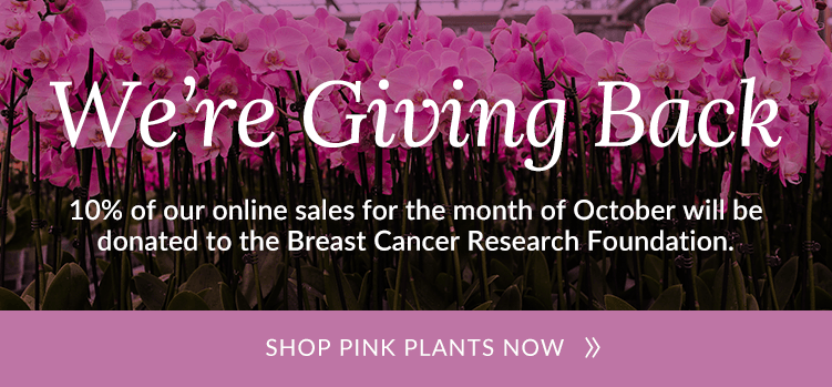Incluya estos artículos en sus paquetes de atención para el cáncer de mama