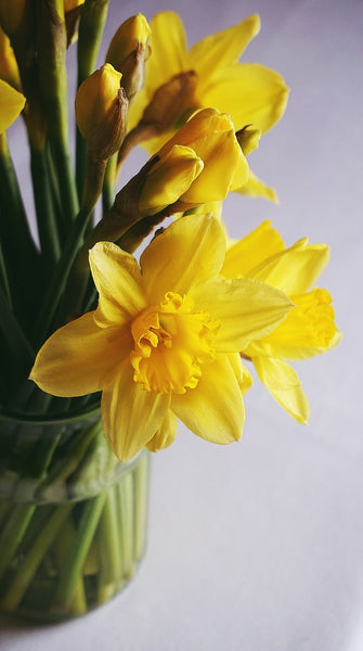 Narcisos: tipos, cultivo, consejos para el diseño floral.