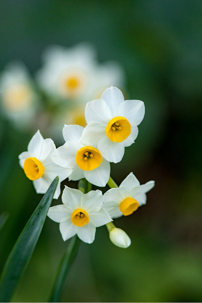 Narcisos: tipos, cultivo, consejos para el diseño floral.