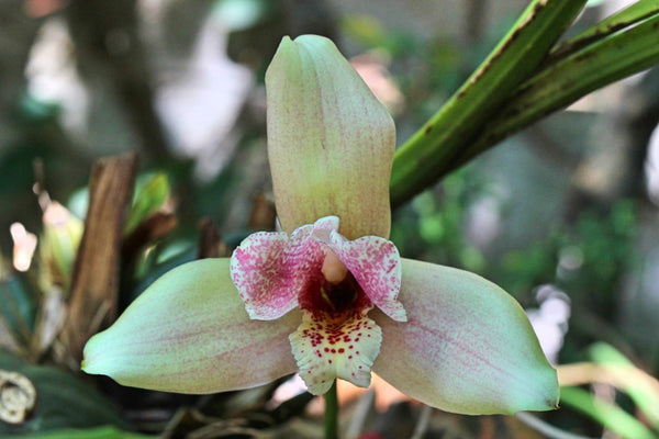 ¿Cuál es tu orquídea natal?