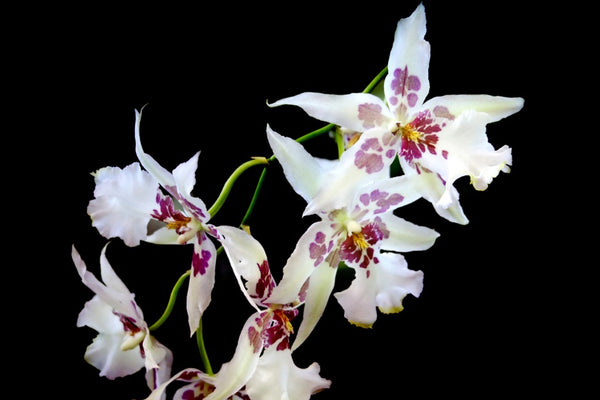 ¿Cuál es tu orquídea natal?