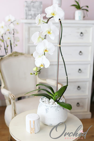 He aquí por qué las orquídeas son maravillosos regalos para el Día de la Madre