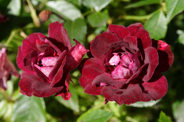 Las especies de flores de Borgoña más bellas.