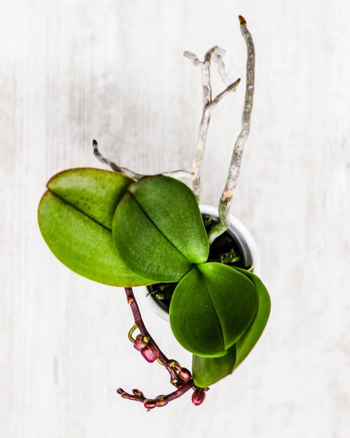 ¿Es una nueva inflorescencia o una nueva raíz de una orquídea?