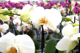 ¡Historias “hermosas” de amantes de las orquídeas!