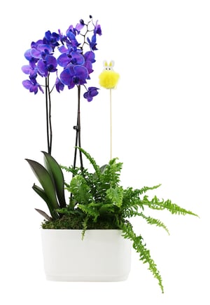 Agrega orquídeas a tus decoraciones de Pascua