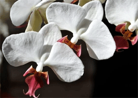 Una manera fácil de regar las orquídeas.