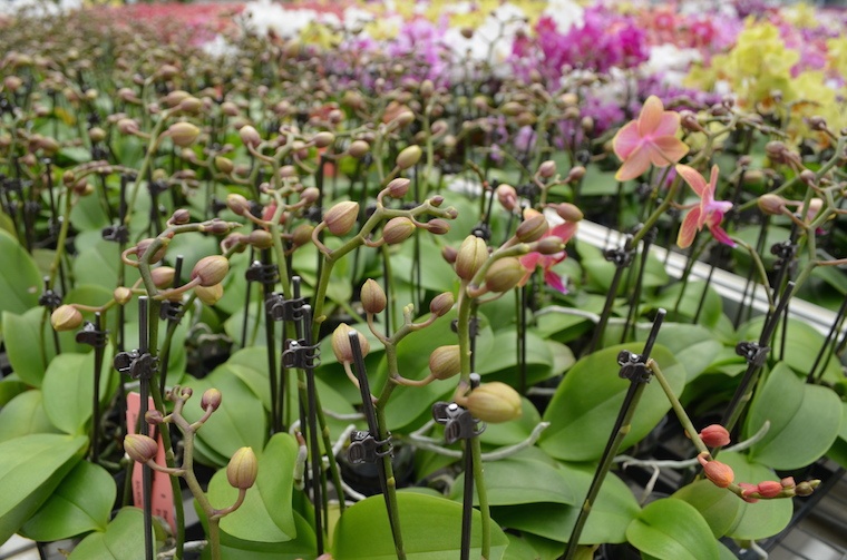 El fascinante ciclo de vida del cultivo de orquídeas