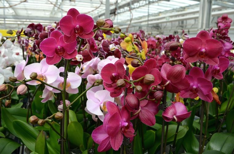 El fascinante ciclo de vida del cultivo de orquídeas