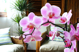 Al exhibir orquídeas Phalaenopsis, preste atención a la iluminación.