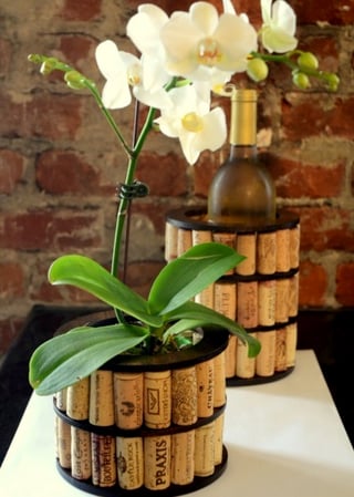 Ilumina tus decoraciones primaverales con las orquídeas Phalaenopsis