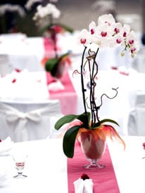 Las orquídeas Phalaenopsis añaden un toque elegante a las recepciones de bodas de invierno