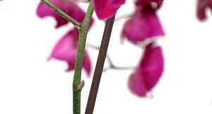 ¿Cortar la punta de una orquídea Phal afectará su crecimiento? Parte 2