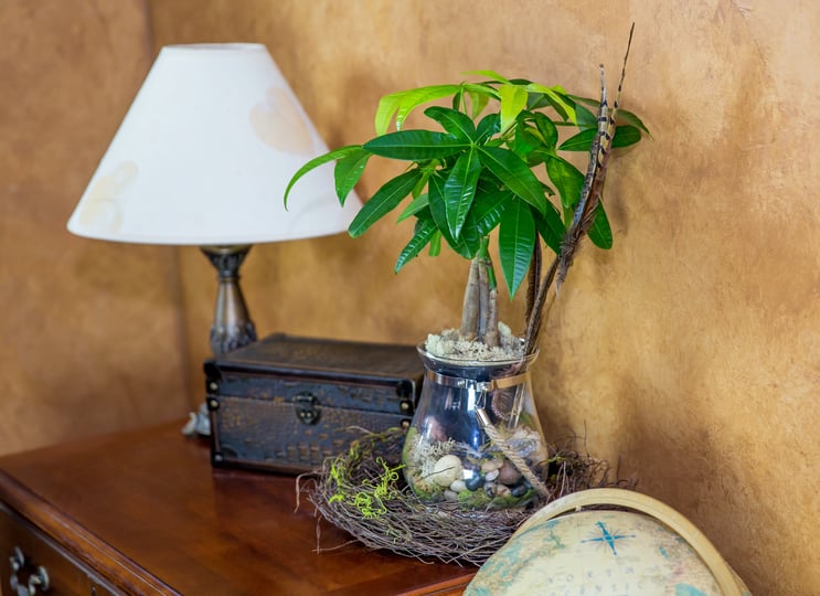 Las mejores plantas para tu oficina en casa
