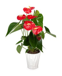 Regalar plantas de orquídeas Phalaenopsis como regalo de condolencia
