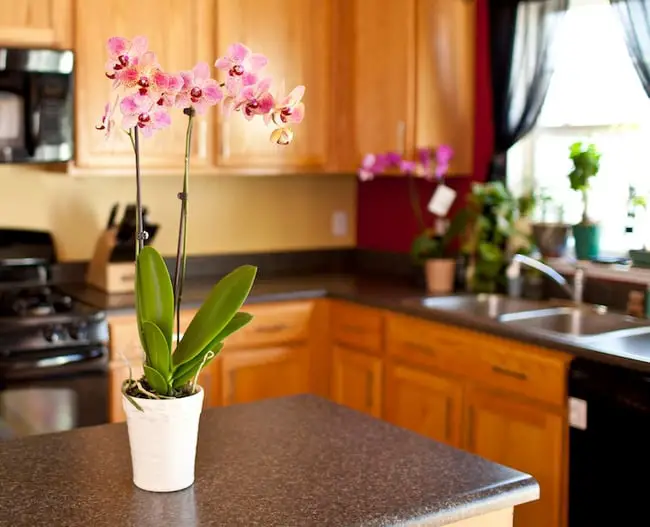 ¿Qué hace que las orquídeas Phalaenopsis sean tan populares?