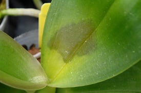 Una guía visual de los problemas comunes de las orquídeas Phalaenopsis