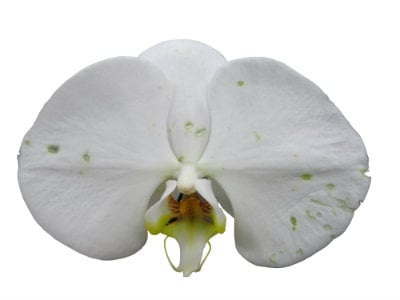 Una guía visual de los problemas comunes de las orquídeas Phalaenopsis