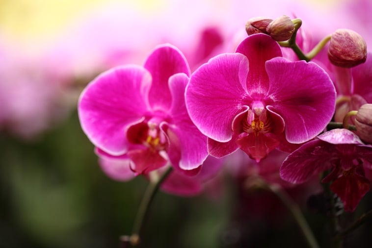 Prueba sorpresa sobre orquídeas