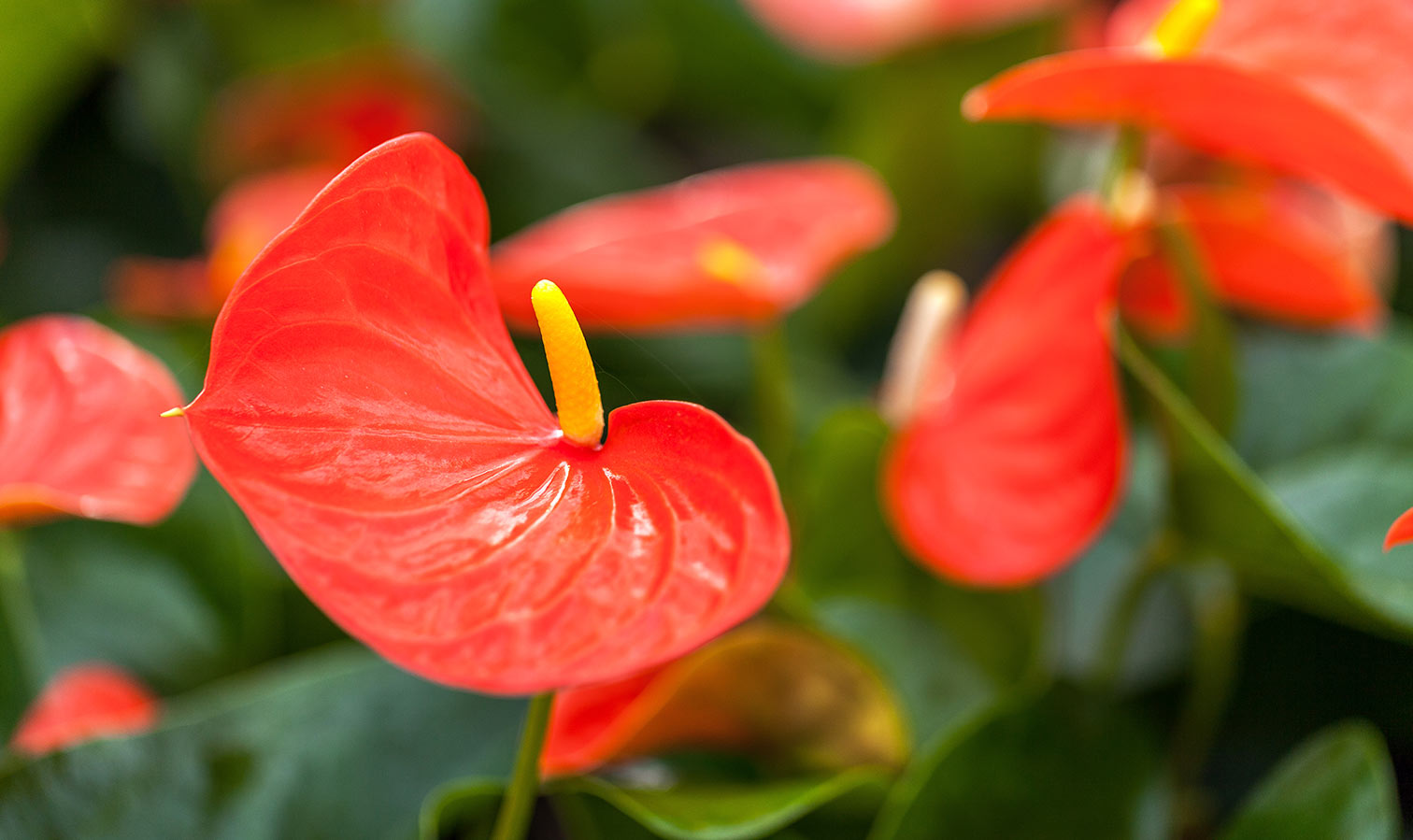11 regalos irresistibles para los amantes de las plantas