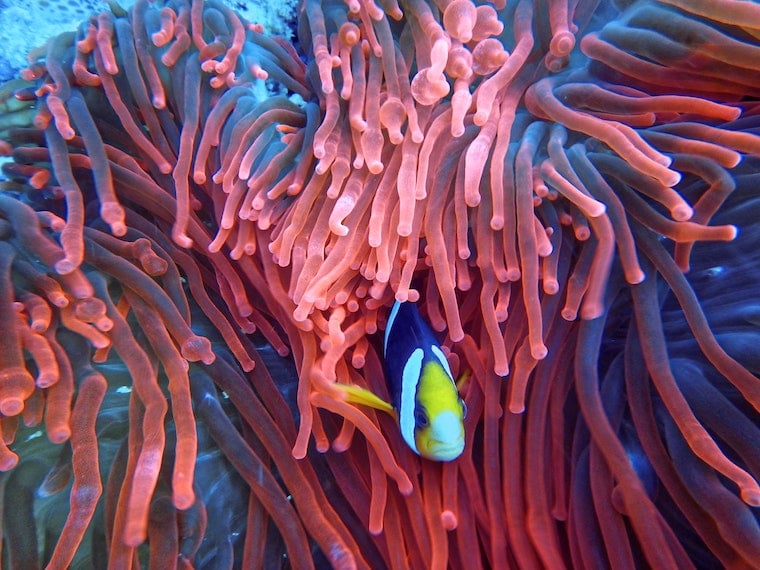 Decora con el color del año de Pantone: Living Coral