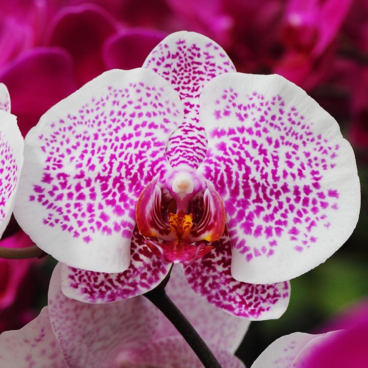 El ciclo de vida de una orquídea Phalaenopsis.