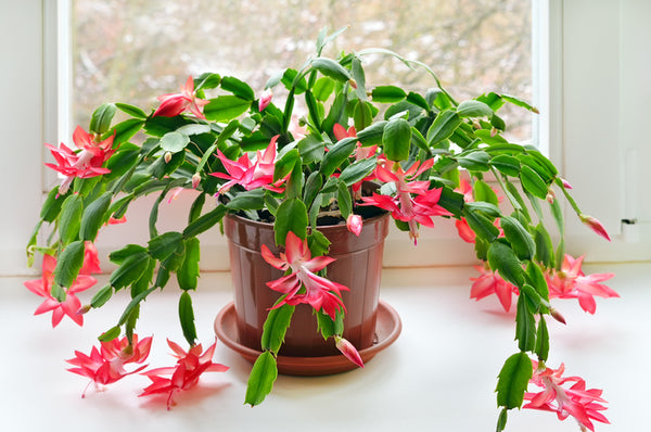 20 plantas de interior con flores para tu hogar